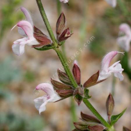 Hampe florale ramifiée de Salvia eigii Sauge de la vallée de Jezreel