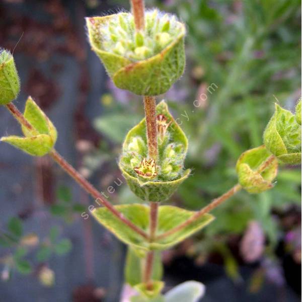 Crapaudine de Chypre Sideritis cypria vivace pour sol sec