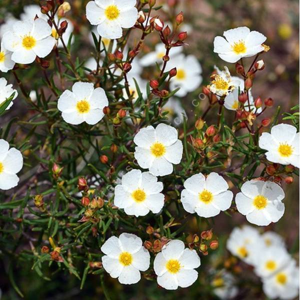 Cistus libanotis - Ciste à feuille de romarin