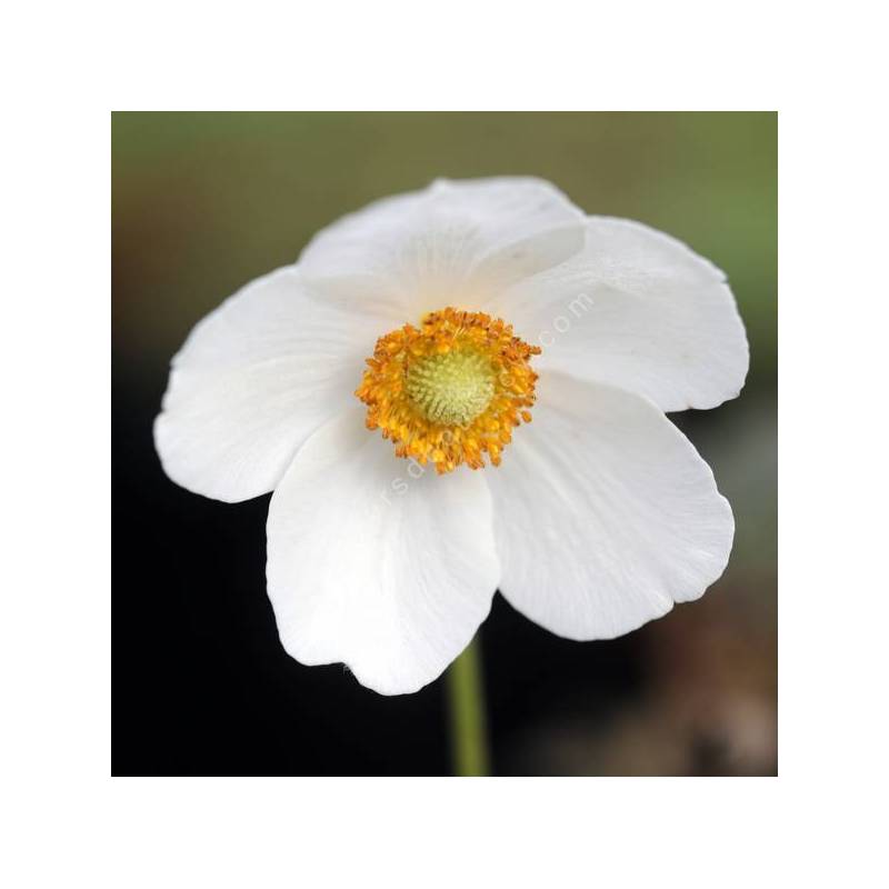 Anémone sauvage - Anemone sylvestris - plante vivace d'ombre sèche