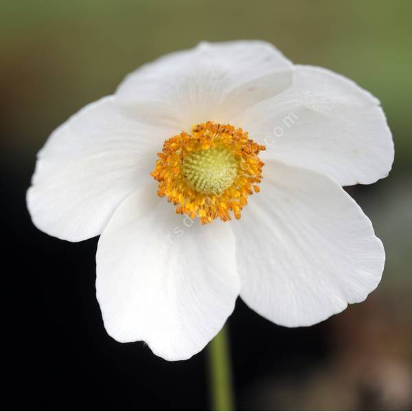 Anémone sauvage - Anemone sylvestris - plante vivace d'ombre sèche