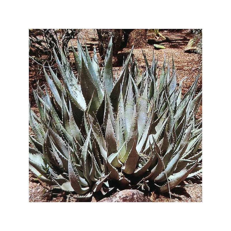 Agave deserti - Agave du désert