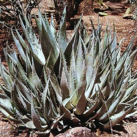 Agave deserti - Agave du désert