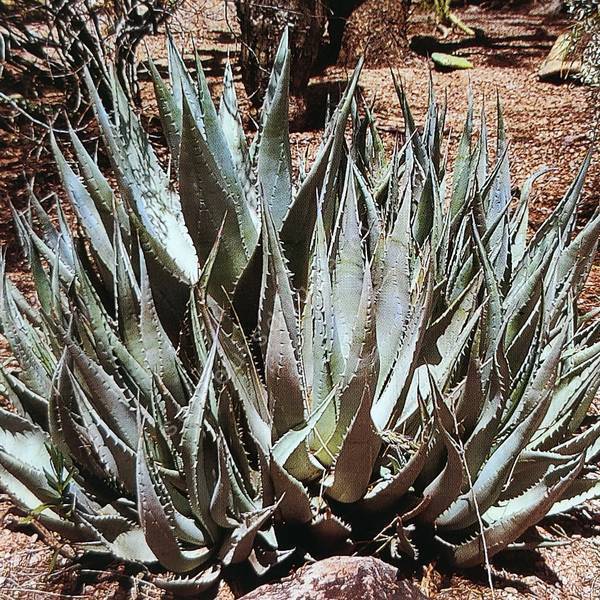 Agave deserti - Agave du désert