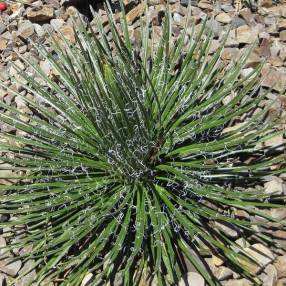 Agave geminiflora