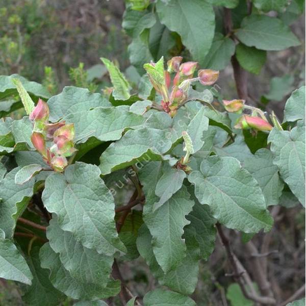 Cistus populifolius - Ciste à feuille de peuplier