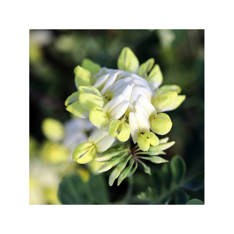 Coronilla glauca 'Citrina' - Coronille glauque