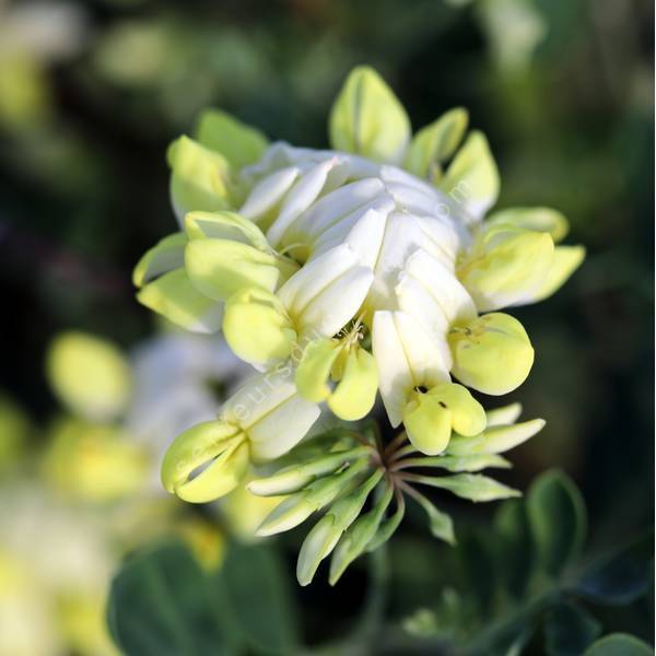 Coronilla glauca 'Citrina' - Coronille glauque