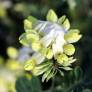 Coronilla glauca 'Citrina' - Coronille glauque