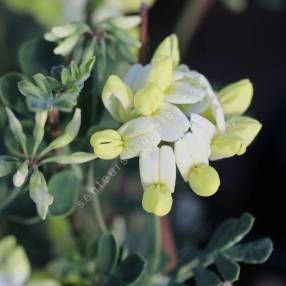 Coronilla glauca 'Citrina' - Coronille glauque