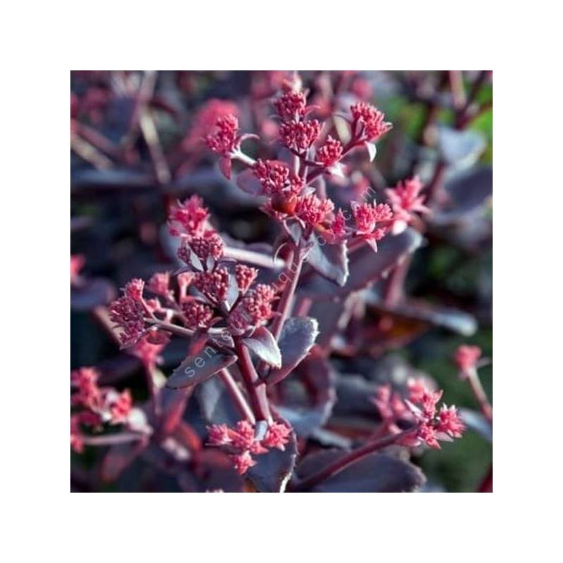 Sedum telephium 'Chocolate Cherry'