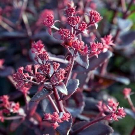 Sedum telephium 'Chocolate Cherry'