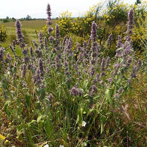 Stachys germanica - Épiaire d'Allemagne