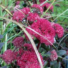 Sedum telephium ‘Red Cauli’ - Orpin rouge