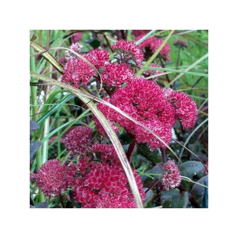 Sedum telephium ‘Red Cauli’ - Orpin rouge