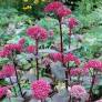 Sedum telephium ‘Red Cauli’ - Orpin rouge