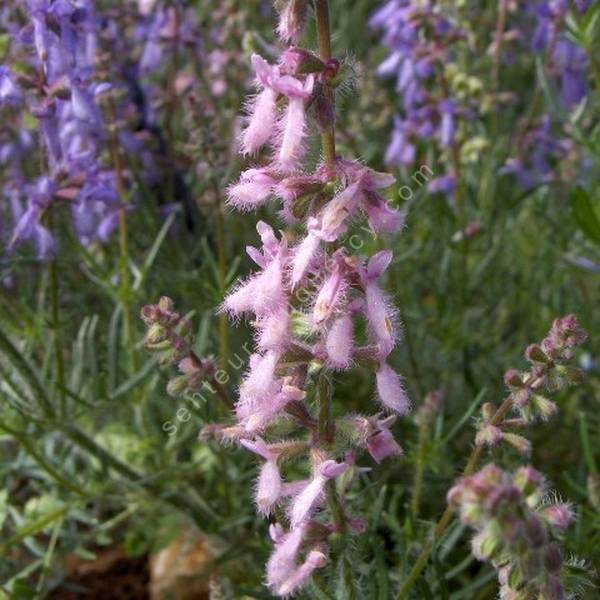 Salvia jurisicii 'Rosea' - Sauge à plumes à fleur rose