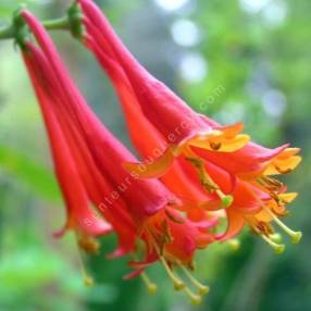 Lonicera x brownii 'Dropmore Scarlet' - Chèvrefeuille grimpant