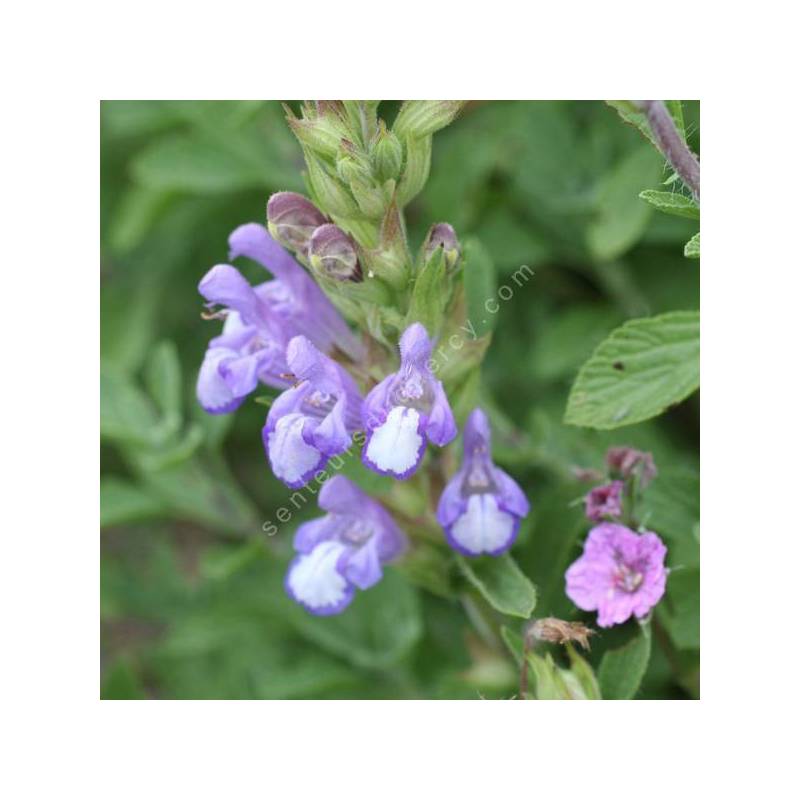 Salvia heldreichiana - Sauge de Heldreich