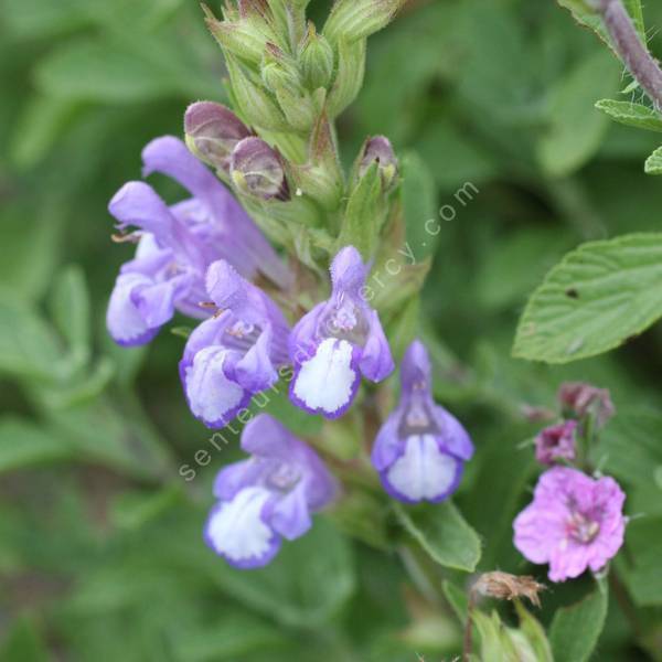 Salvia heldreichiana - Sauge de Heldreich