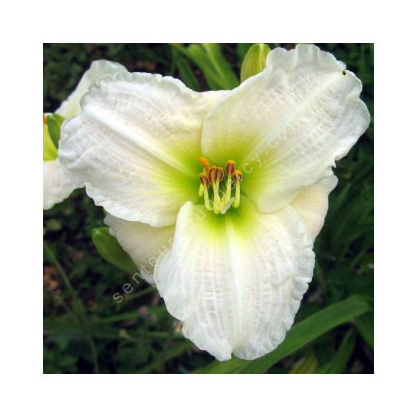 Hemerocallis 'Gentle Shepherd' - Hémérocalle blanche