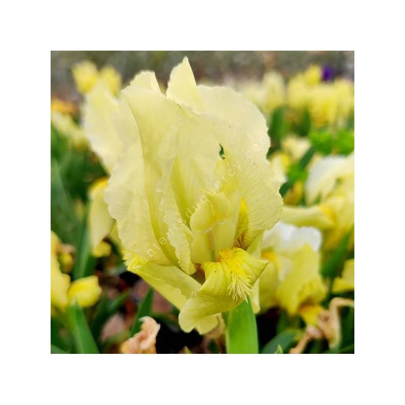 Iris lutescens 'Jaune' - Iris des garrigues
