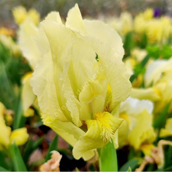 Iris lutescens 'Jaune' - Iris des garrigues Iris lutescens 'Jaune' - Iris des garrigues