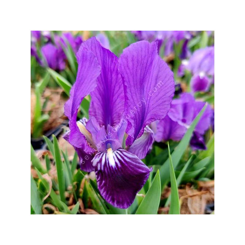 Iris lutescens 'Violet' - Iris des garrigues