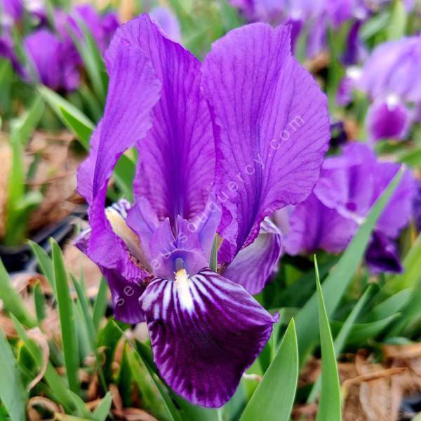 Iris lutescens 'Violet' - Iris des garrigues Iris lutescens 'Violet' - Iris des garrigues