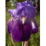 Iris germanica