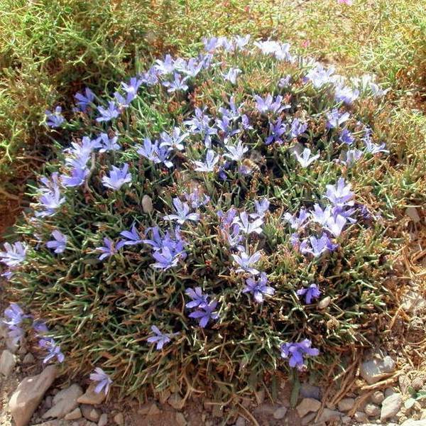 Cichorium spinosum - Chicorée épineuse