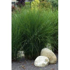 Miscanthus sinensis 'Gracillimus'