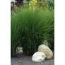 Miscanthus sinensis 'Gracillimus'