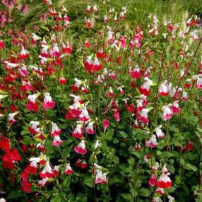 Salvia 'Hot Lips' - Sauge arbustive blanche et rouge