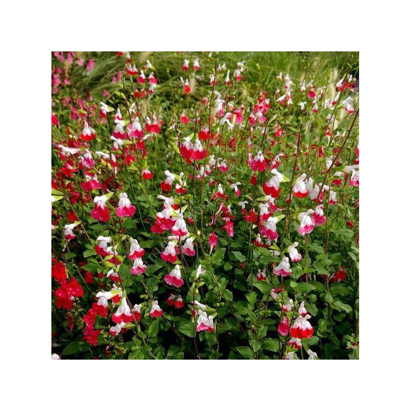 Salvia 'Hot Lips' - Sauge arbustive blanche et rouge