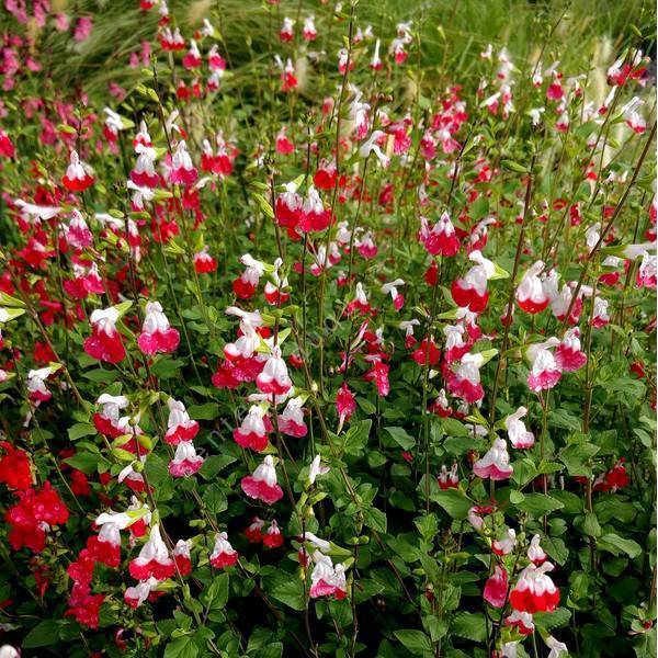 Sauge arbustive vivace à fleur rouge et blanche - Salvia 'Hot Lips'