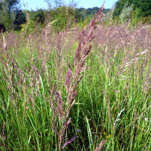 Calamagrostis epigejos - Calamagrostide épigéios