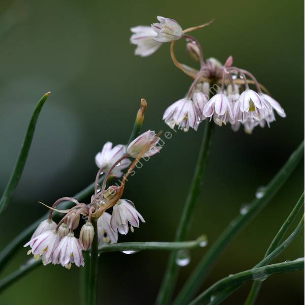 Allium cupanii - Ail de Cupani
