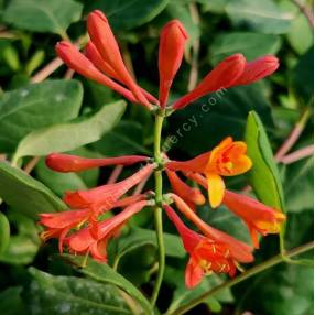 Lonicera x brownii 'Dropmore Scarlet' - Chèvrefeuille grimpant