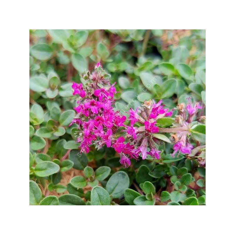 Thymus 'Ruby Glow' - Thym couvre-sol