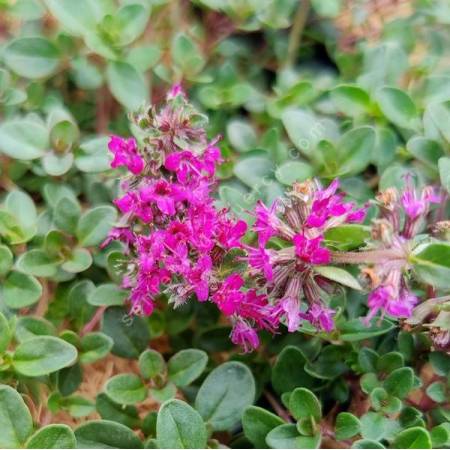 Thymus 'Ruby Glow' - Thym couvre-sol