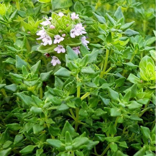 Thymus 'Rose' - Thym au parfum de rose Thymus 'Rose' - Thym au parfum de rose