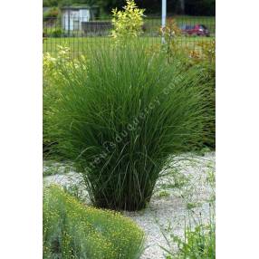 Miscanthus sinensis 'Gracillimus'