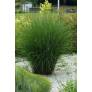 Miscanthus sinensis 'Gracillimus'