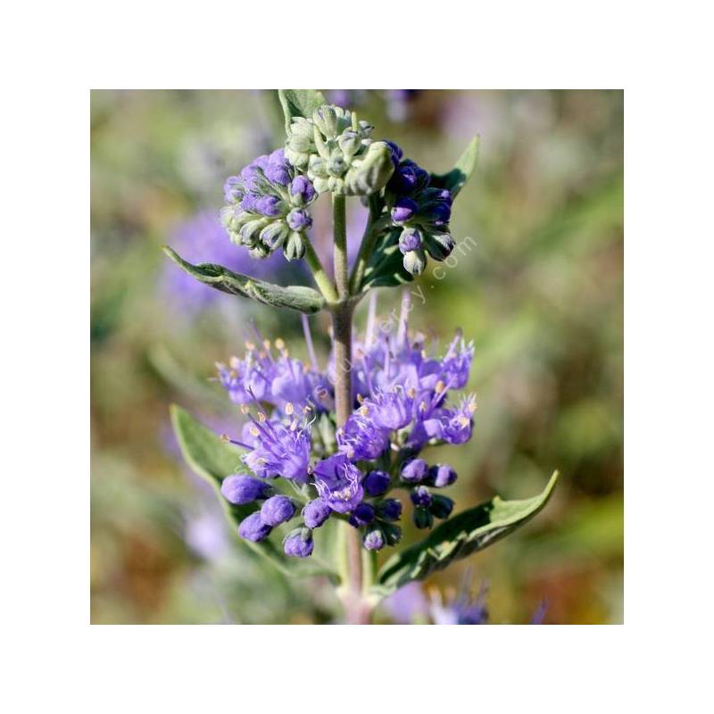 Caryopteris x clandonensis 'Heavenly Blue' - Barbe bleue