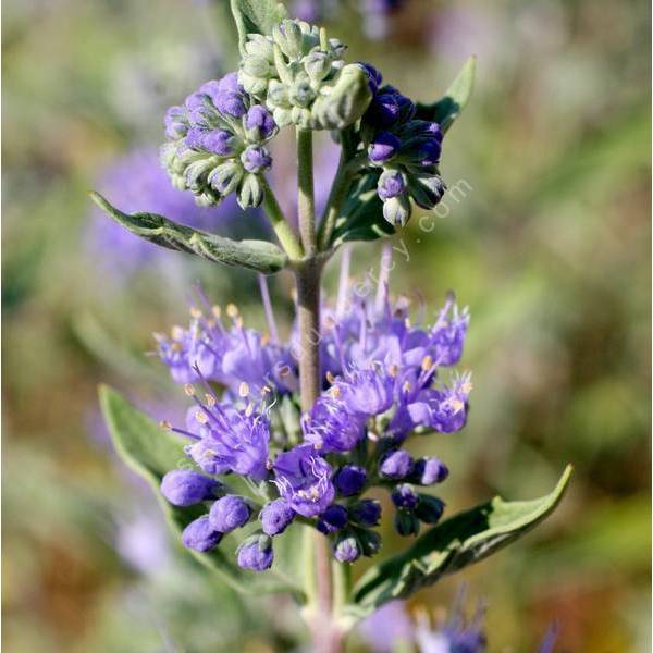 Caryopteris x clandonensis 'Heavenly Blue' - Barbe bleue