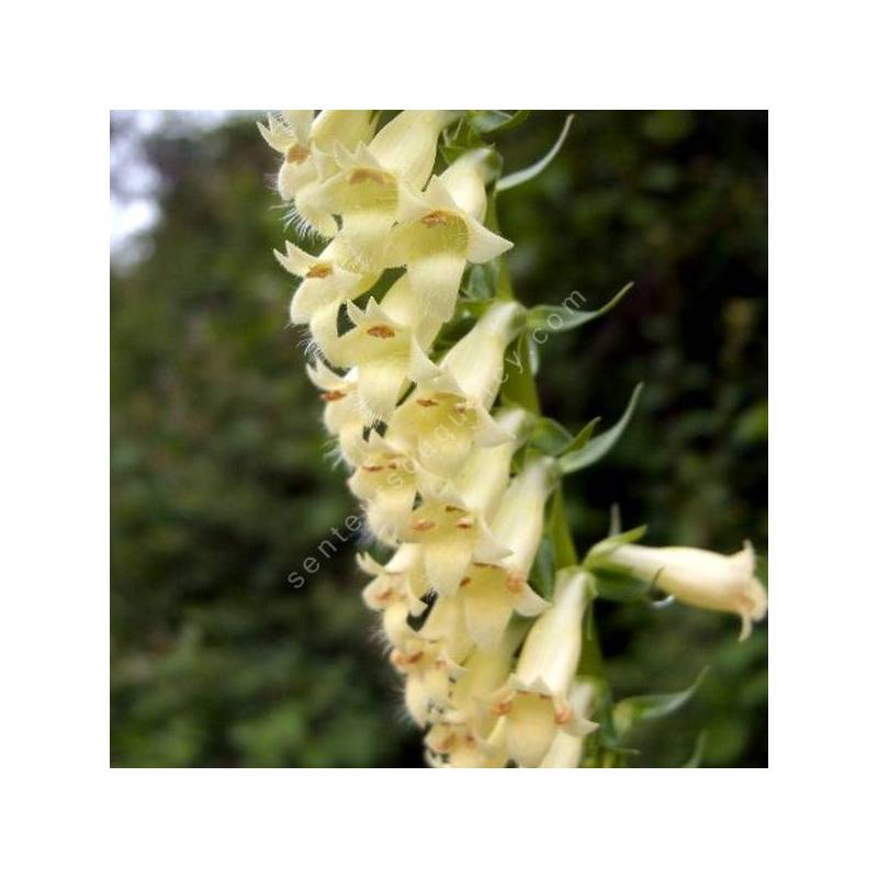 Digitalis lutea - Digitale jaune