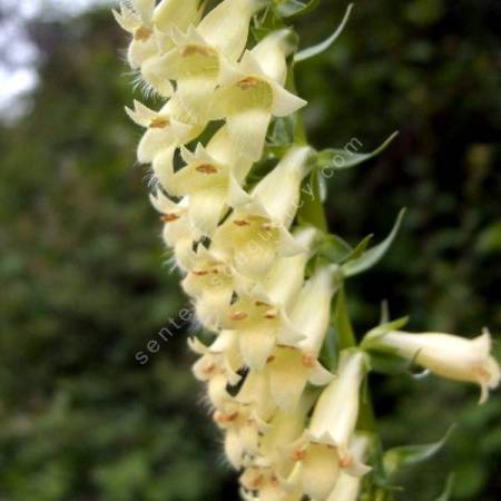 Digitalis lutea - Digitale jaune