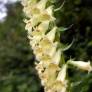 Digitalis lutea - Digitale jaune