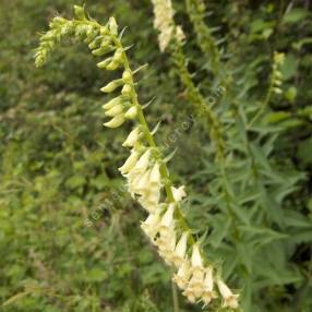 Digitalis lutea - Digitale jaune